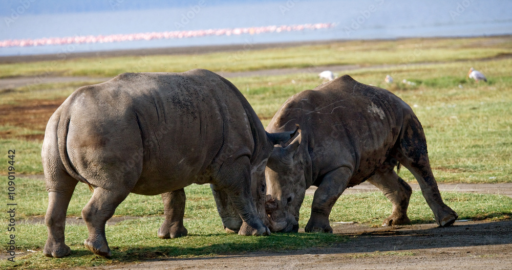 Fototapeta premium Two rhinoceros fighting with each other. Kenya. National Park. Africa. An excellent illustration.