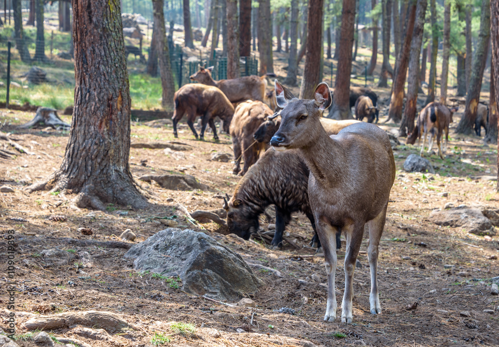 Fototapeta premium Animals in forest