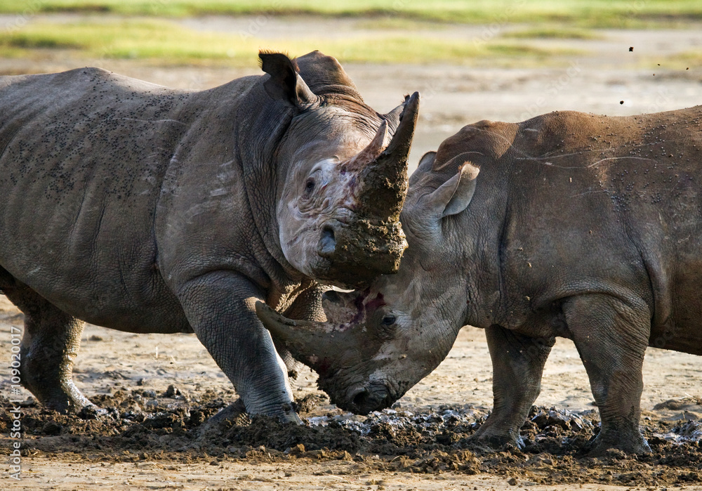 Fototapeta premium Two rhinoceros fighting with each other. Kenya. National Park. Africa. An excellent illustration.