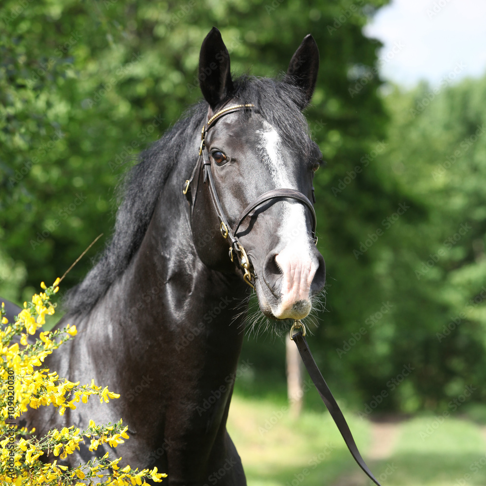 Obraz premium Amazing black welsh part-bred stallion with flowers