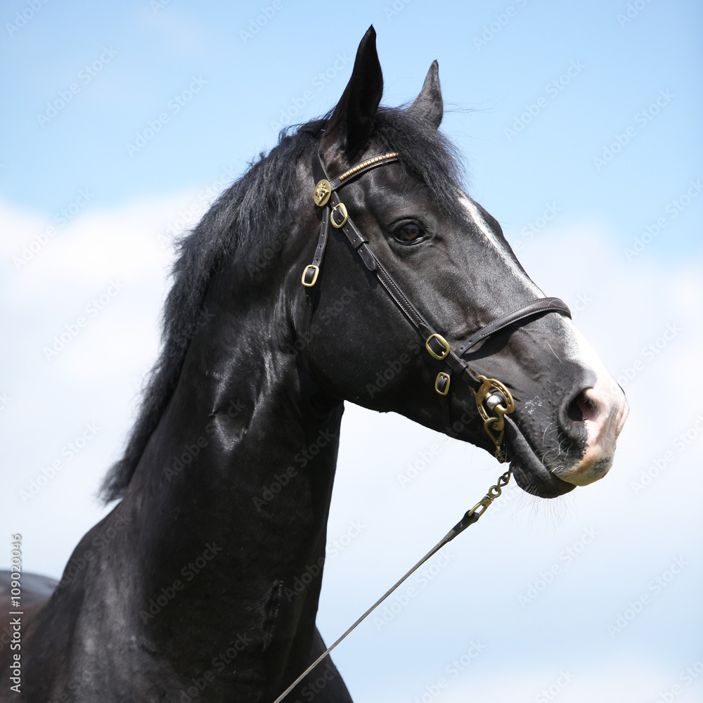 Fototapeta premium Amazing black welsh part-bred stallion