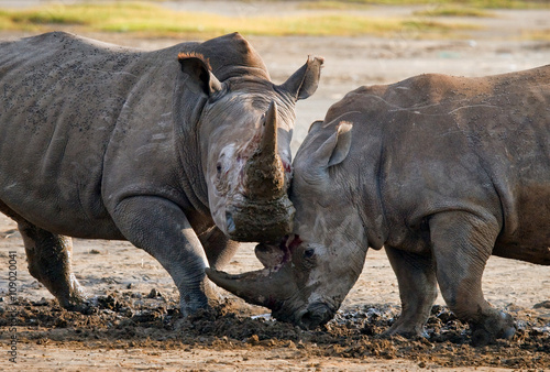 Two rhinoceros fighting with each other. Kenya. National Park. Africa. An excellent illustration.