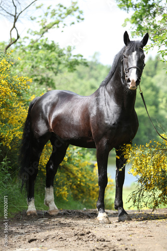 Fototapeta Naklejka Na Ścianę i Meble -  Amazing black welsh part-bred stallion with flowers