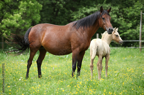 Beautiful mare with its foal on pasturage © Zuzana Tillerova