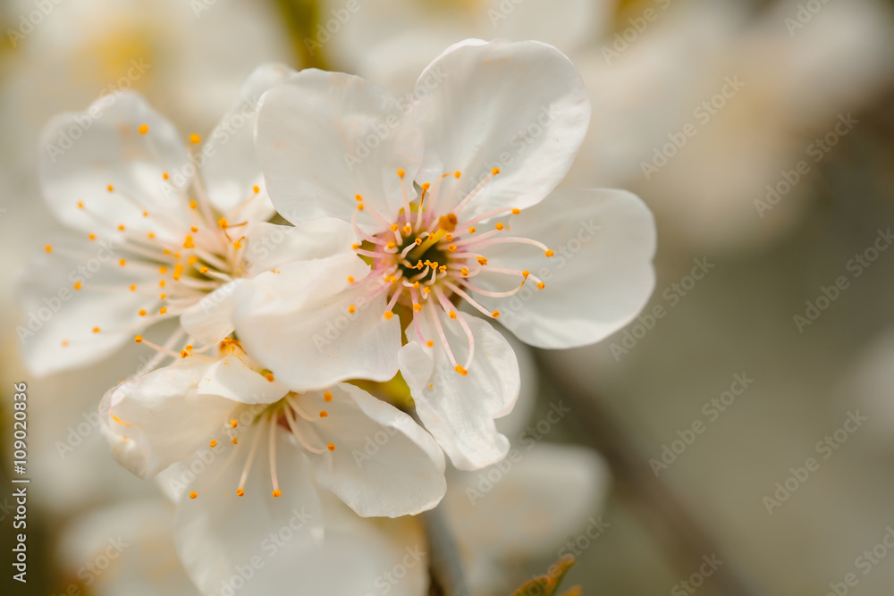 Spring blossom in sun