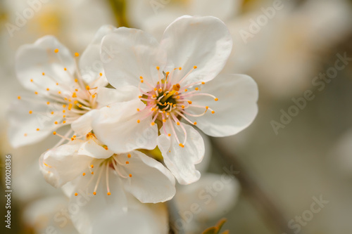 Spring blossom in sun