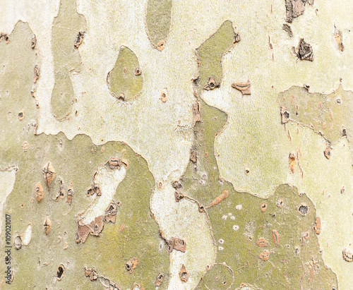 tree surface background