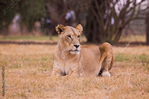 lioness, South, Africa 