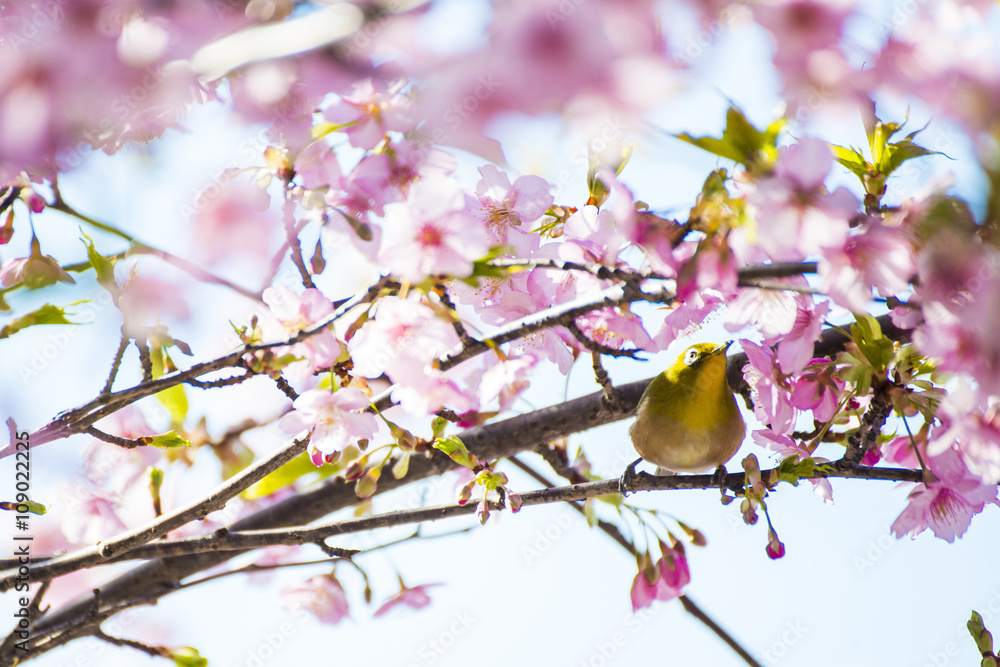 Beautiful sakura or cherry blossom in Ueno park Beautiful sakura or cherry blossom in Ueno park