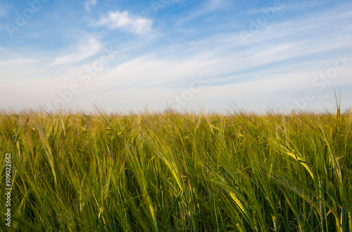 Ears of wheat field