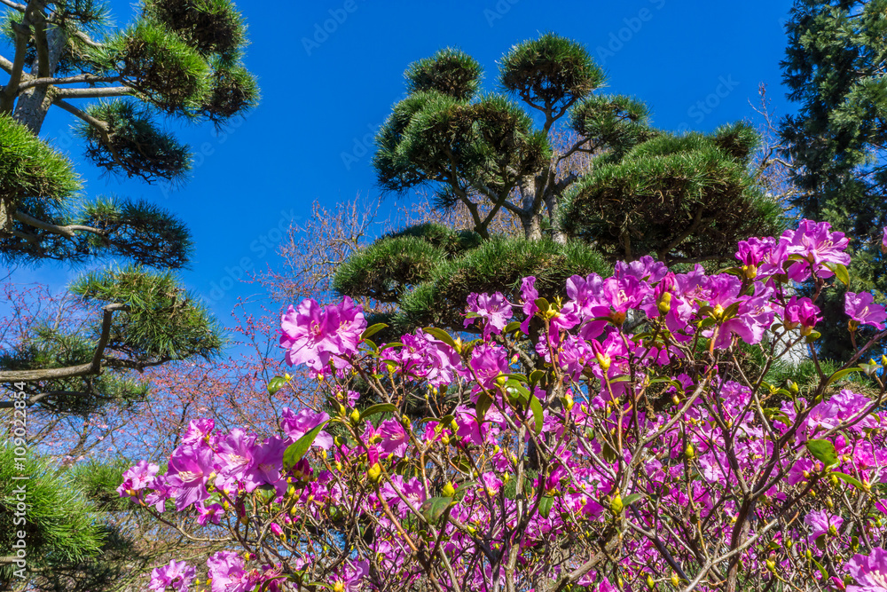 Rhododendron in voller blüte mit blauem Himmel und Strauch-Waldkiefer im Hintergrund