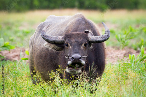 Buffalo in Vietnam