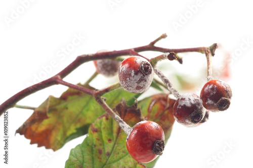 Powdery Mildew on fruit rose