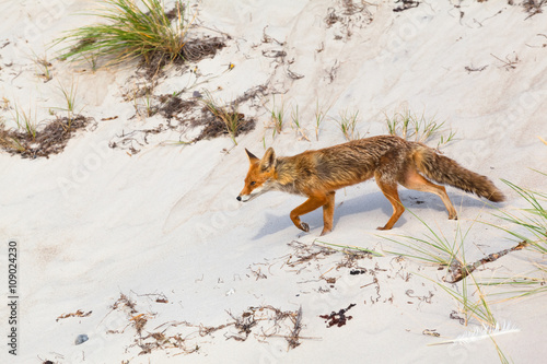 Fototapeta Naklejka Na Ścianę i Meble -  Fox at Sand Dune / Fox walking on white sand of a beach at sunny day (copy space)