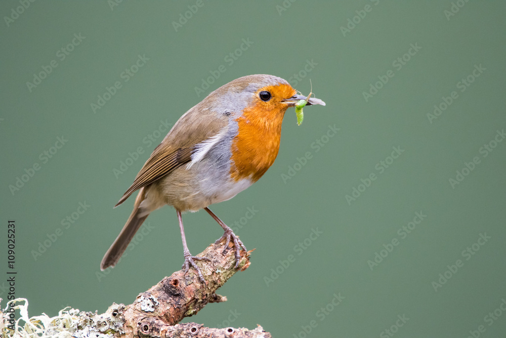 Robin (Erithacus rubecula) perched on a branch holding food for Robin (Erithacus rubecula) perched on a branch holding food for