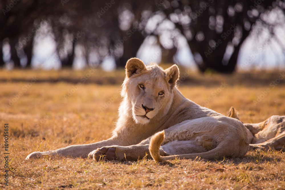 Fototapeta premium LION'pride, South Africa 