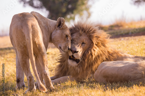 Fototapeta Naklejka Na Ścianę i Meble -  LION'pride, South Africa
