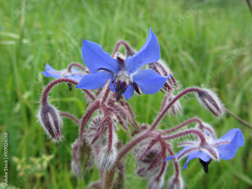 Hairy blue Borage Borago officinalis starflower annual herb