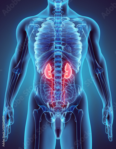 3D illustration of Urinary System.
