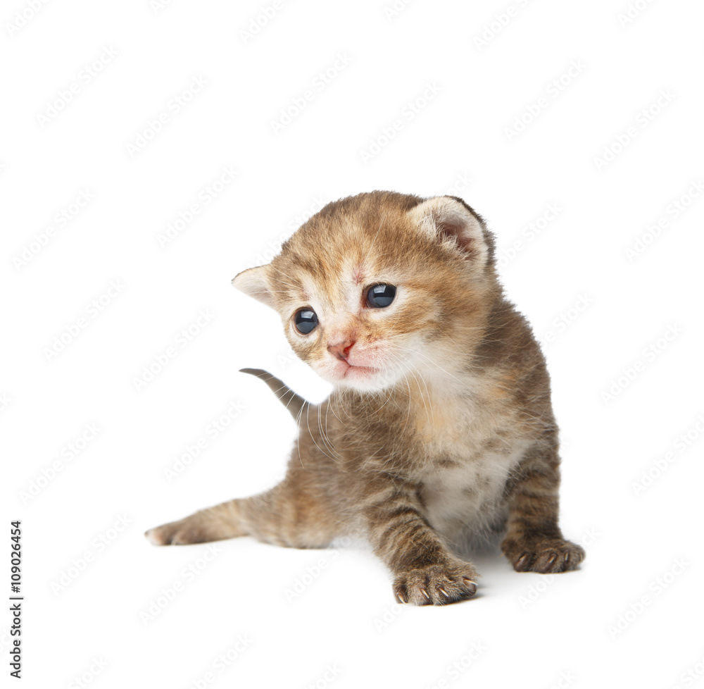 Obraz premium Cute grey striped kitten isolated
