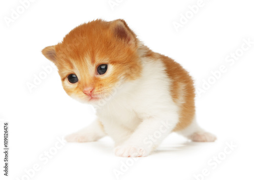 Cute orange red kitten isolated