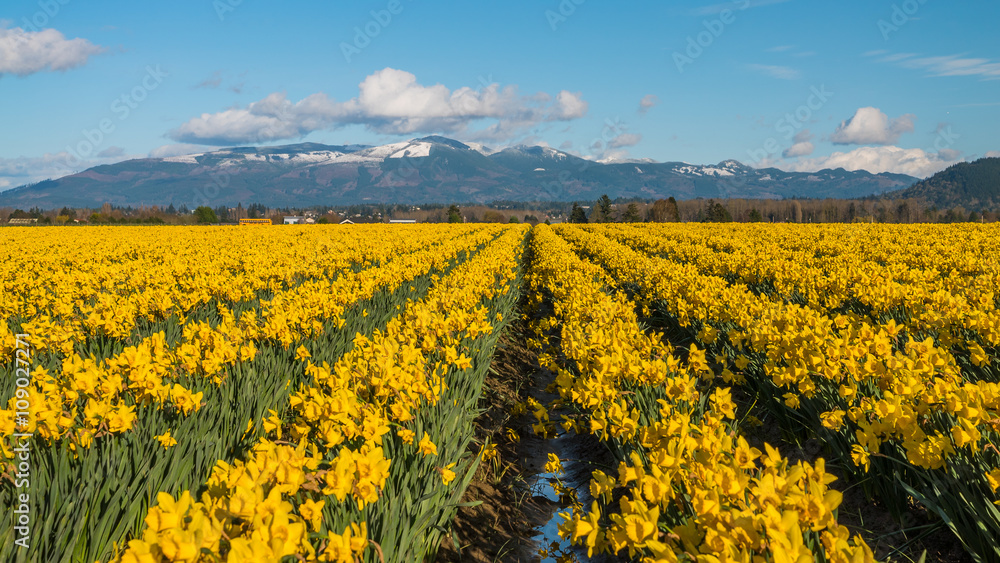 Field of beautiful yellow daffodils. Blooming narcissus in spring.