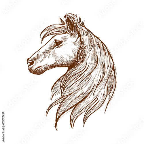 Wild horse head with flowing mane vintage sketch