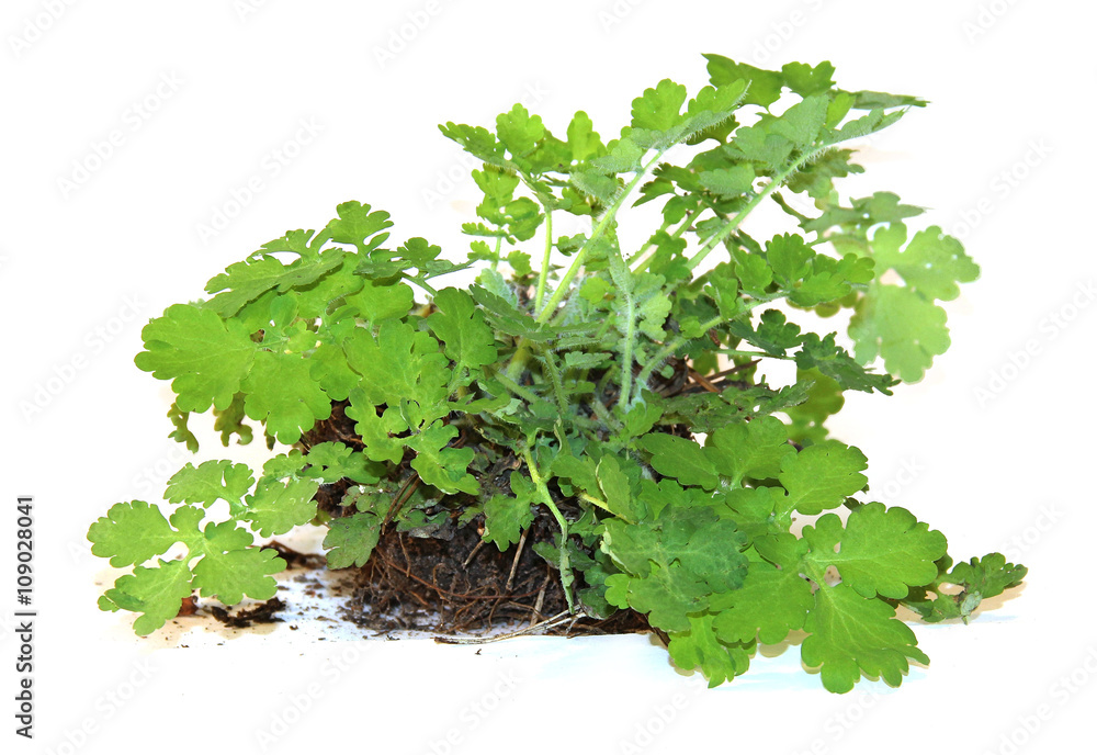 young bush celandine, with a piece of land and roots fresh leave young bush celandine, with a piece of land and roots fresh leave