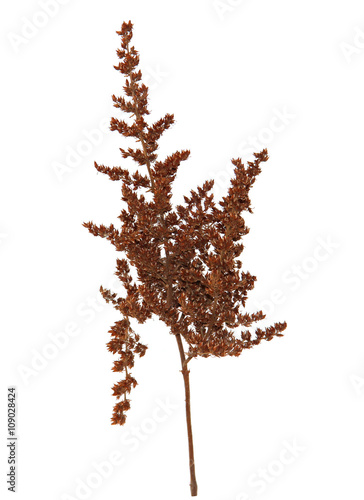 abstract brown twig of dried bush with small open bolls seeds, f
