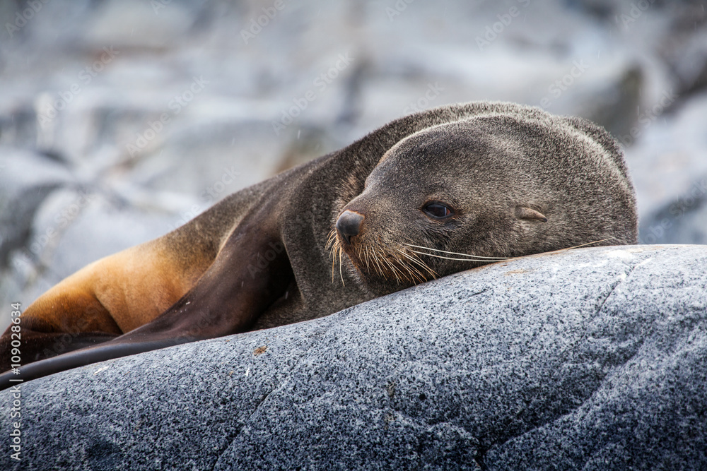 Fototapeta premium Cute sea lion relaxing on a rock in Antarctica