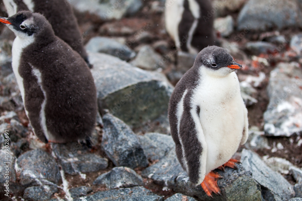 Naklejka premium Cute Gentoo penguin chick on a rock in Antarctica