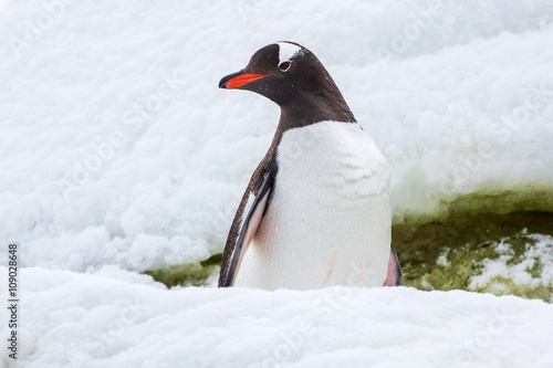 Proud gentoo penguin on the snow in Antarctica