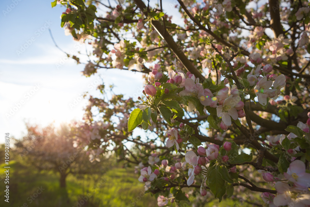 Obraz premium spring garden apple