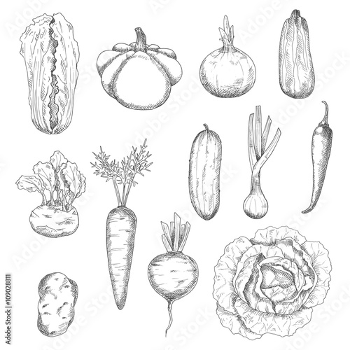 Freshly plucked healthy vegetables sketches