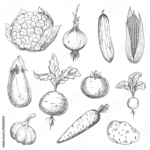 Fresh and ripe farm vegetables sketch icons