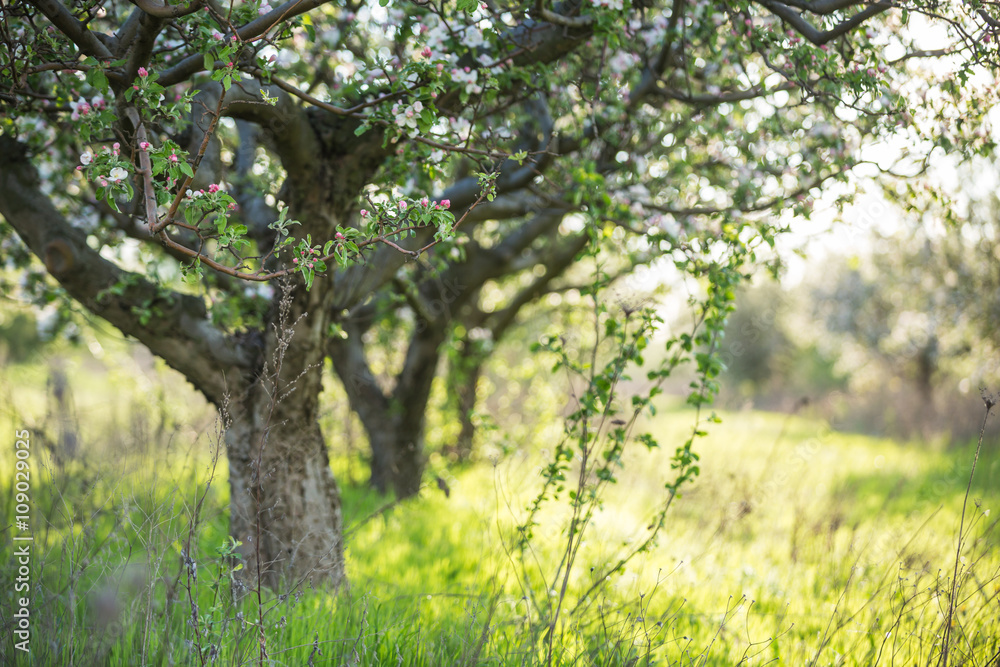 Fototapeta premium spring garden apple