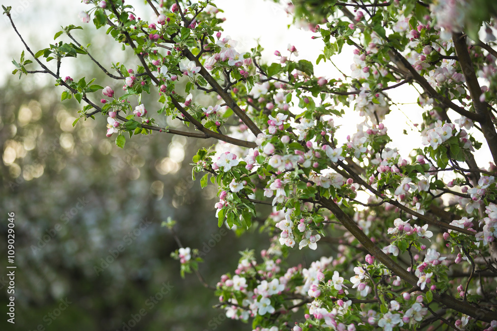 spring garden apple spring garden apple