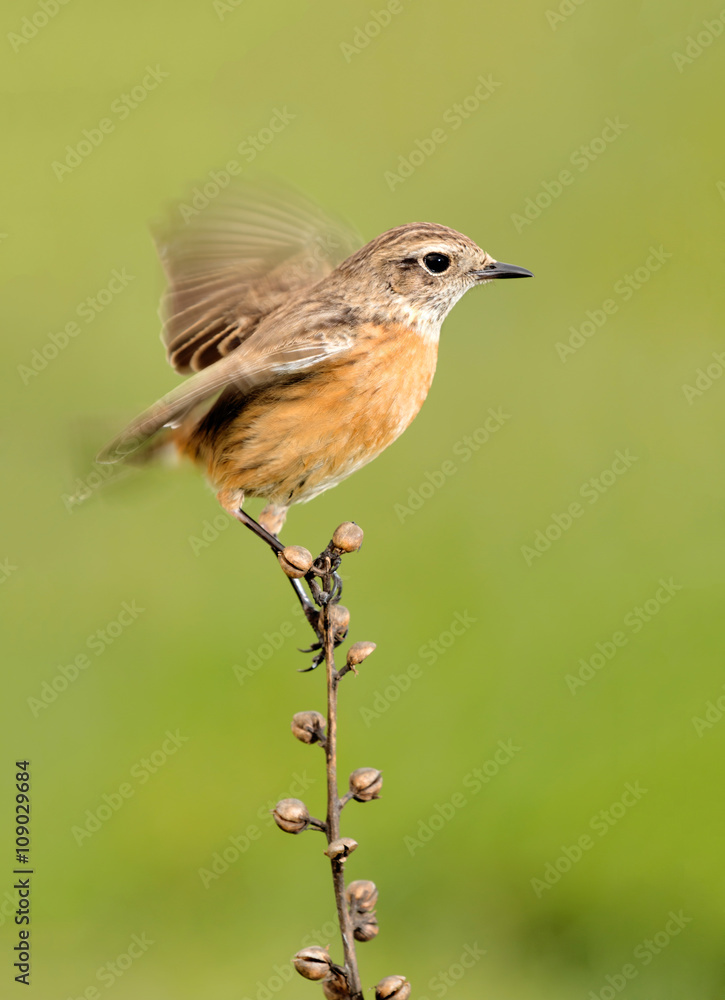 Fototapeta premium Beautiful wild bird perched on a branch