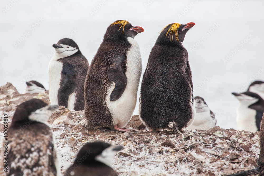 Fototapeta premium Macaroni penguins with Chinstrap penguin walking on the coast