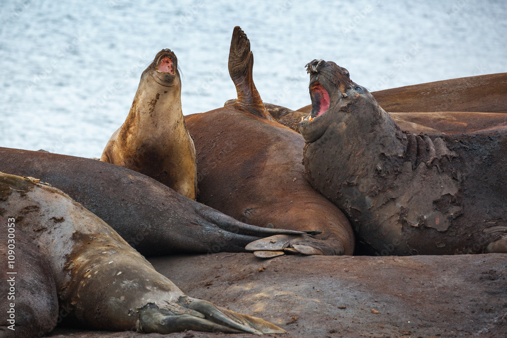 Fototapeta premium Elephant seals all together molting their skin in Antarctica.
