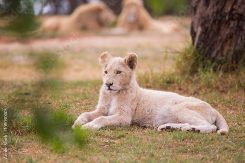 lion cub  South Africa  