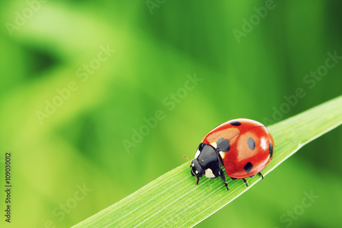 Ladybug on grass