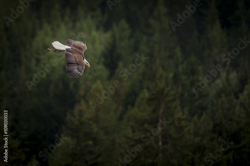 Aigle pyrargue à tête blanche en vol