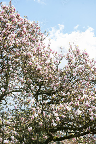  Light Pink Magnolia Tree