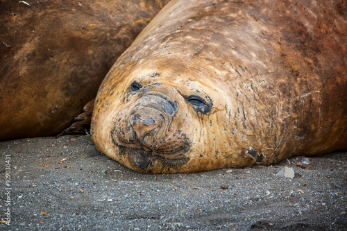 Elephant seals all together molting their skin in Antarctica.