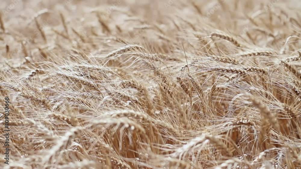 A field of wheat. Spikes of wheat with ripe grains. A field of wheat. Spikes of wheat with ripe grains.