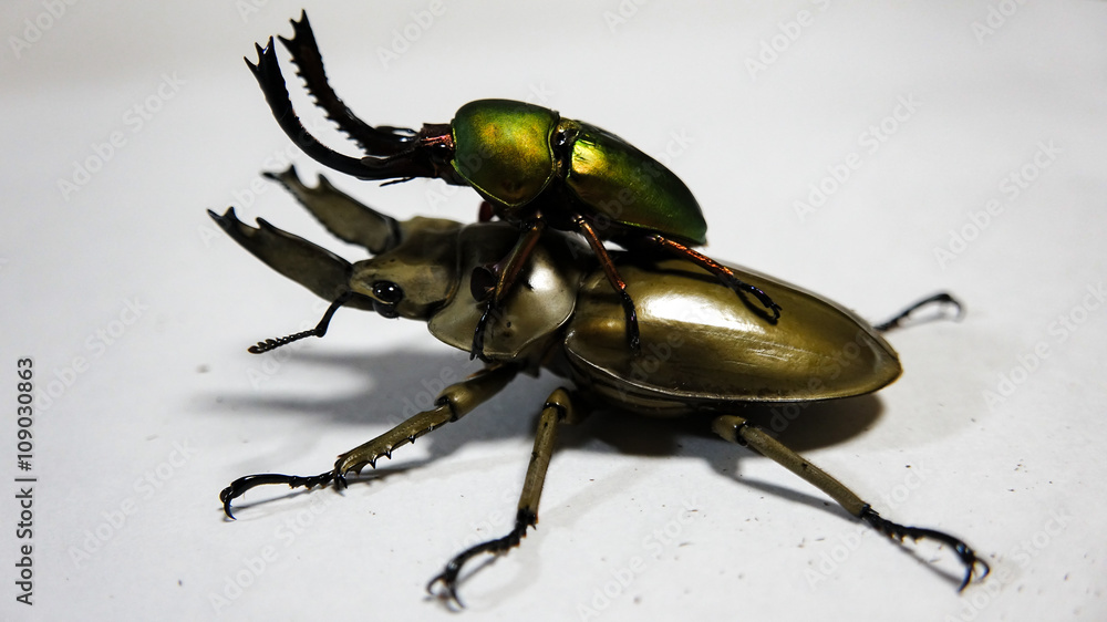 Naklejka premium パプアキンイロクワガタとオウゴンオニクワガタ