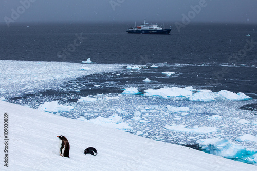 Foto Ship in ocean and gentoo penguins on shore