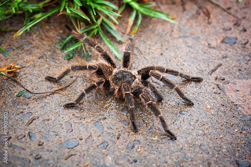 Brown spider tarantula standing on the wet ground