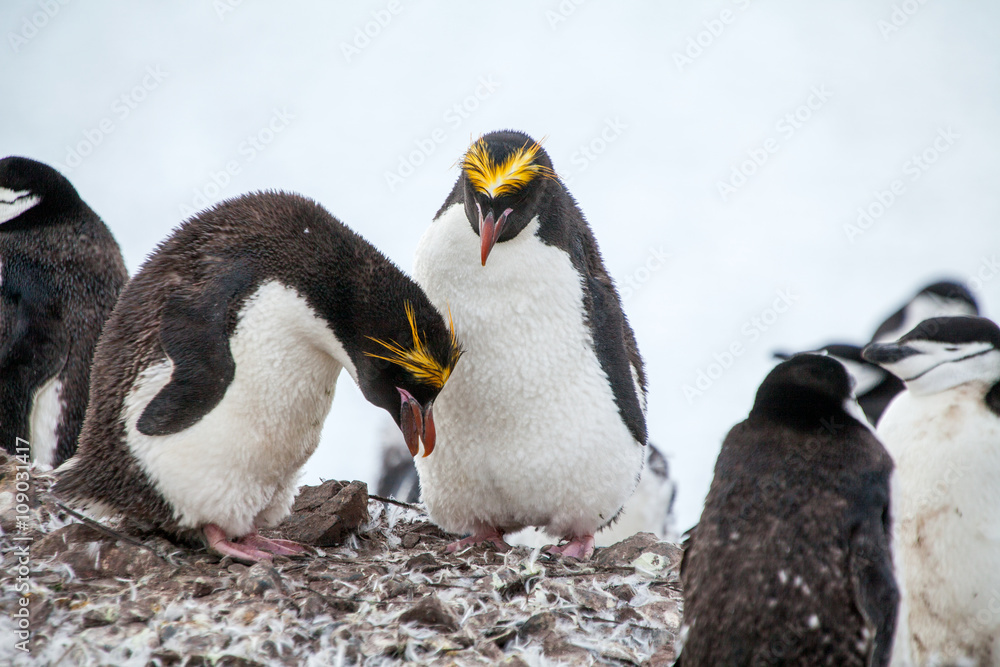 Naklejka premium Macaroni penguins with Chinstrap penguin walking on the coast